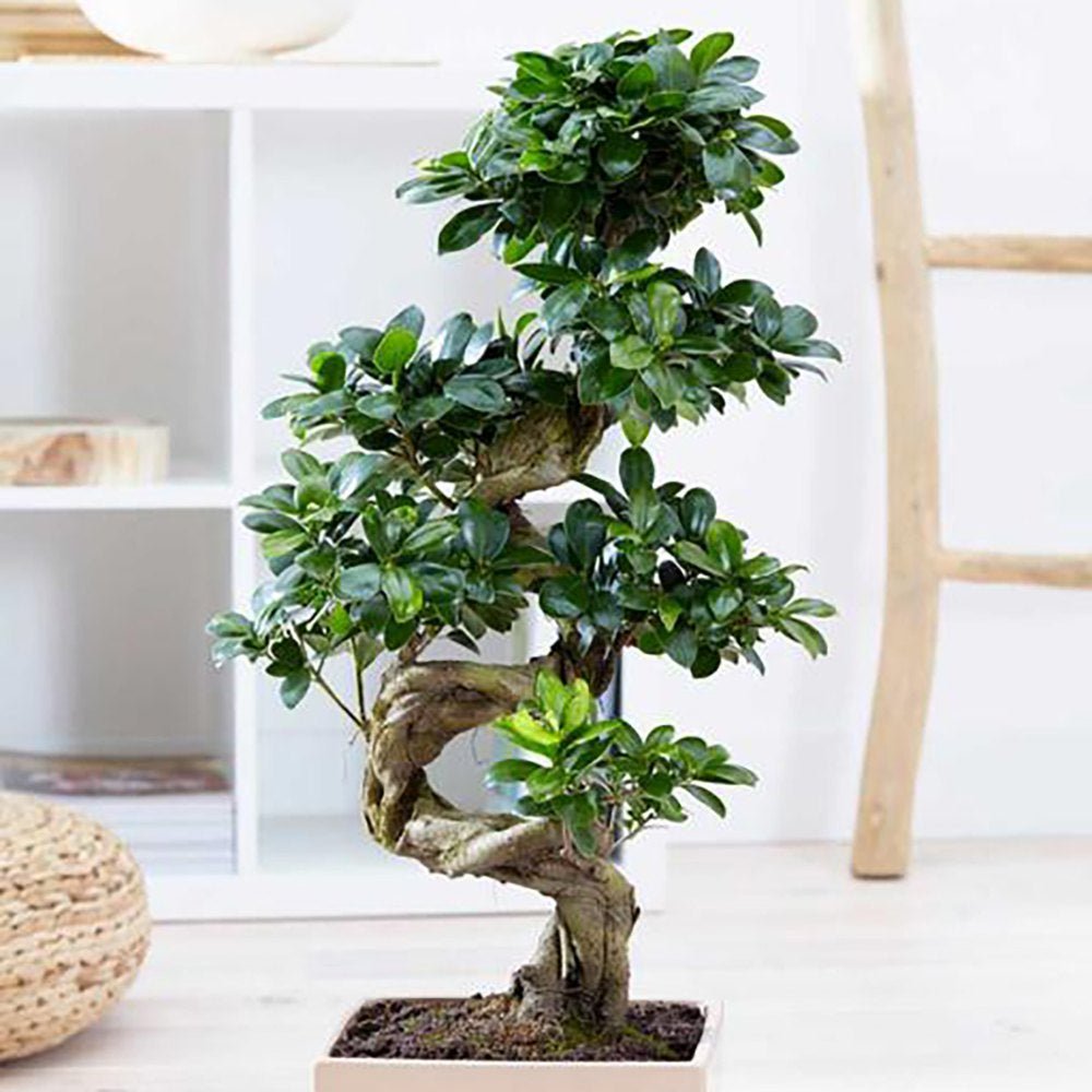 Ficus Bonsai Ginseng Forma Spirala, 180 cm, bonsai decorativ, planta de interior, purificator aer