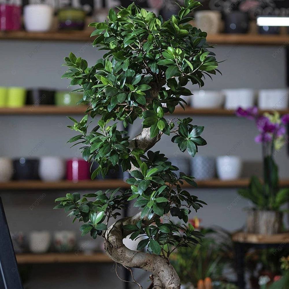 Ficus Bonsai Ginseng Forma Spirala, 180 cm, bonsai decorativ, planta de interior, purificator aer