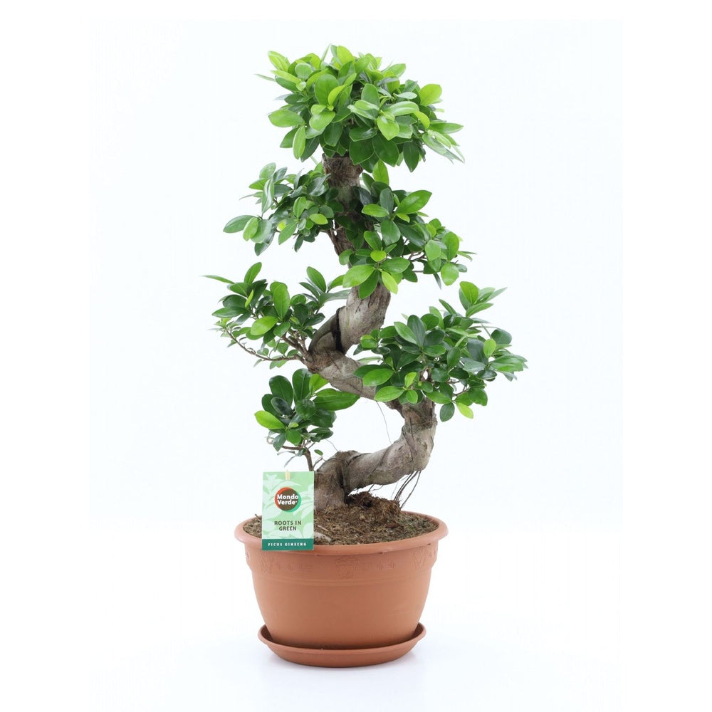 Ficus Bonsai Ginseng Forma Spirala, 70 cm, bonsai decorativ, planta de interior, purificator aer
