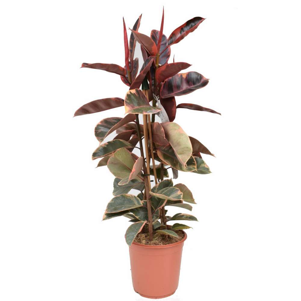 Arbore de Cauciuc, Ficus elastica Belize, 130 cm, planta de apartament cu frunze roz verzi si crem