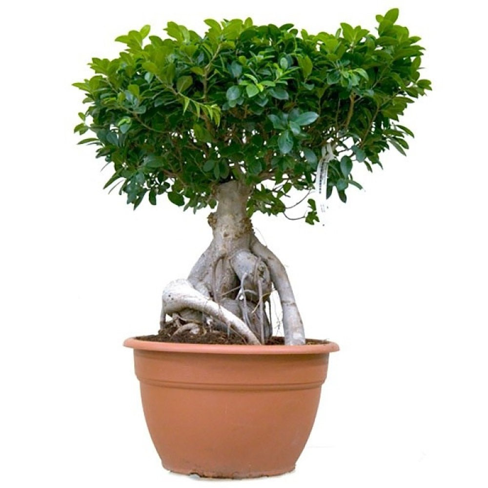 Ficus Bonsai Ginseng cu radacini groase, 35-40 cm, planta de interior, purificatoare aer