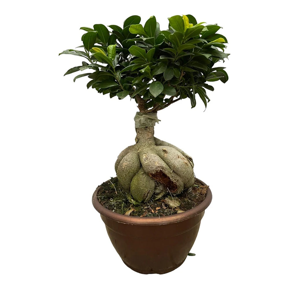 Ficus Bonsai Ginseng, 65-70 cm cu radacini groase, planta de interior, purificator aer
