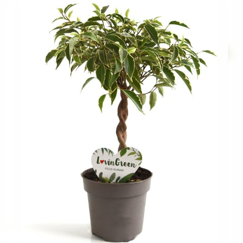 Ficus Benjamina, bonsai cu tulpina impletita , planta decorativa de apartament clasic - 35 cm