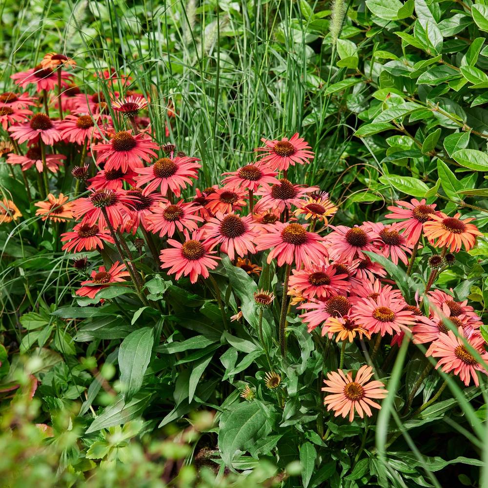 Echinacea Mooodz Devotion, cu flori roz intense, rezistenta la seceta, inflorire lunga