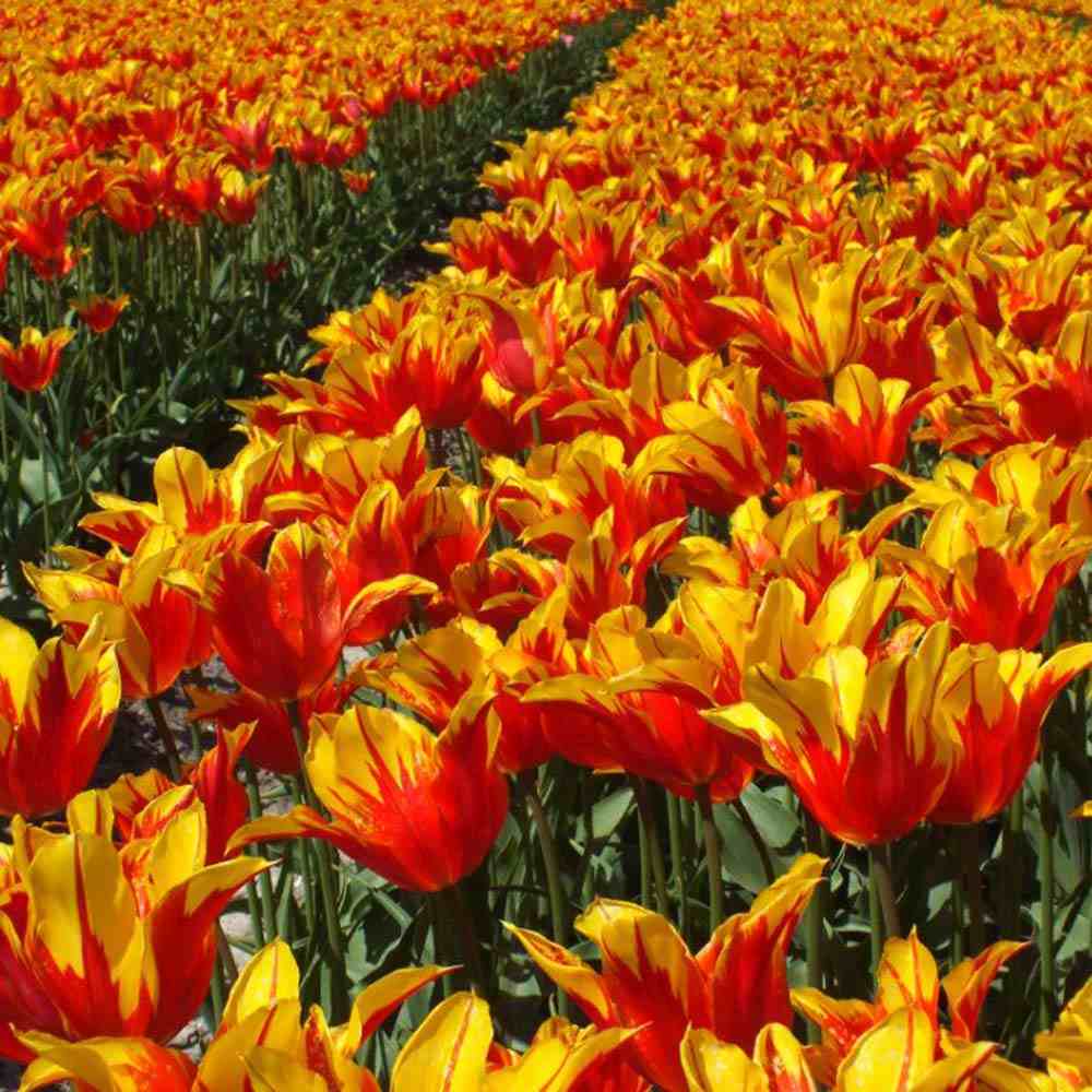 Bulbi Lalele Fire Wings, set 7 buc cu flori rosu intens si galben, inflorire aprilie, crestere rapida