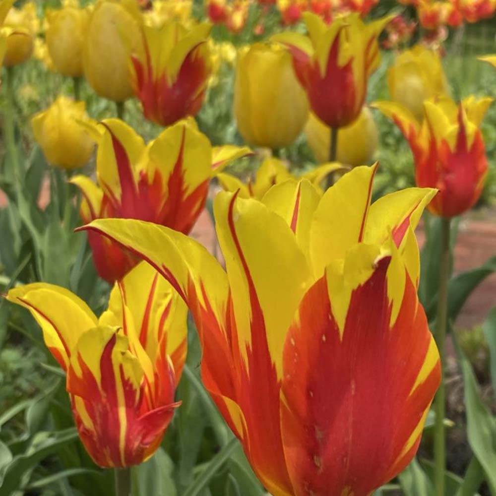 Bulbi Lalele Fire Wings, set 7 buc cu flori rosu intens si galben, inflorire aprilie, crestere rapida