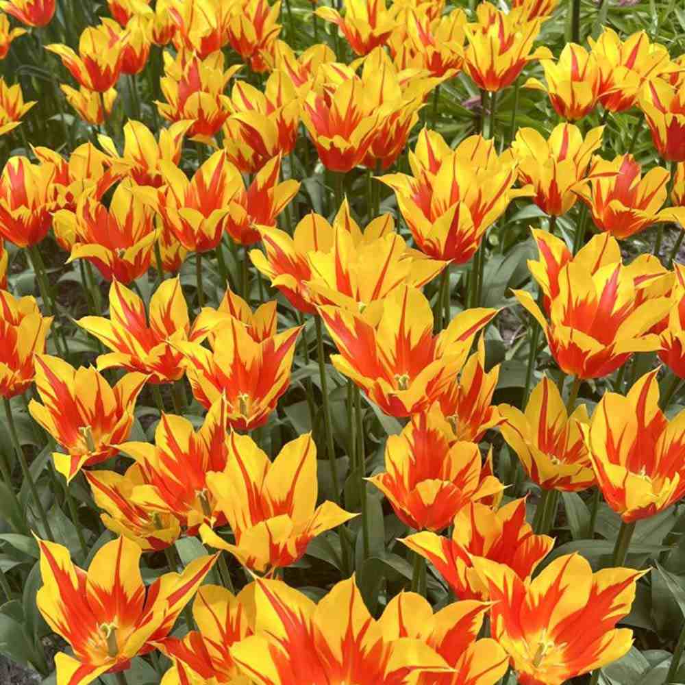 Bulbi Lalele Fire Wings, set 7 buc cu flori rosu intens si galben, inflorire aprilie, crestere rapida