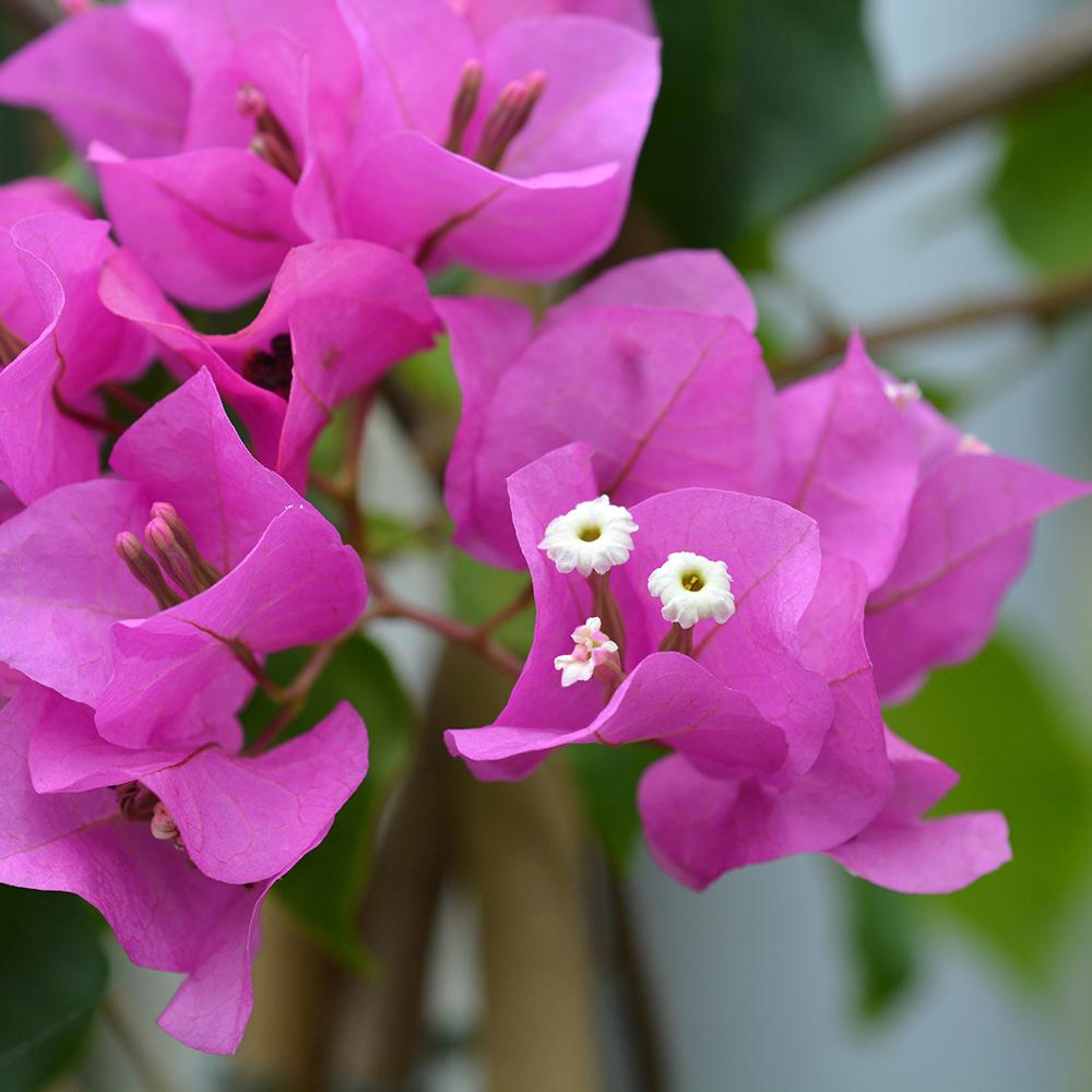 Floare de Hartie Bougainvillea Sanderiana, columnar
