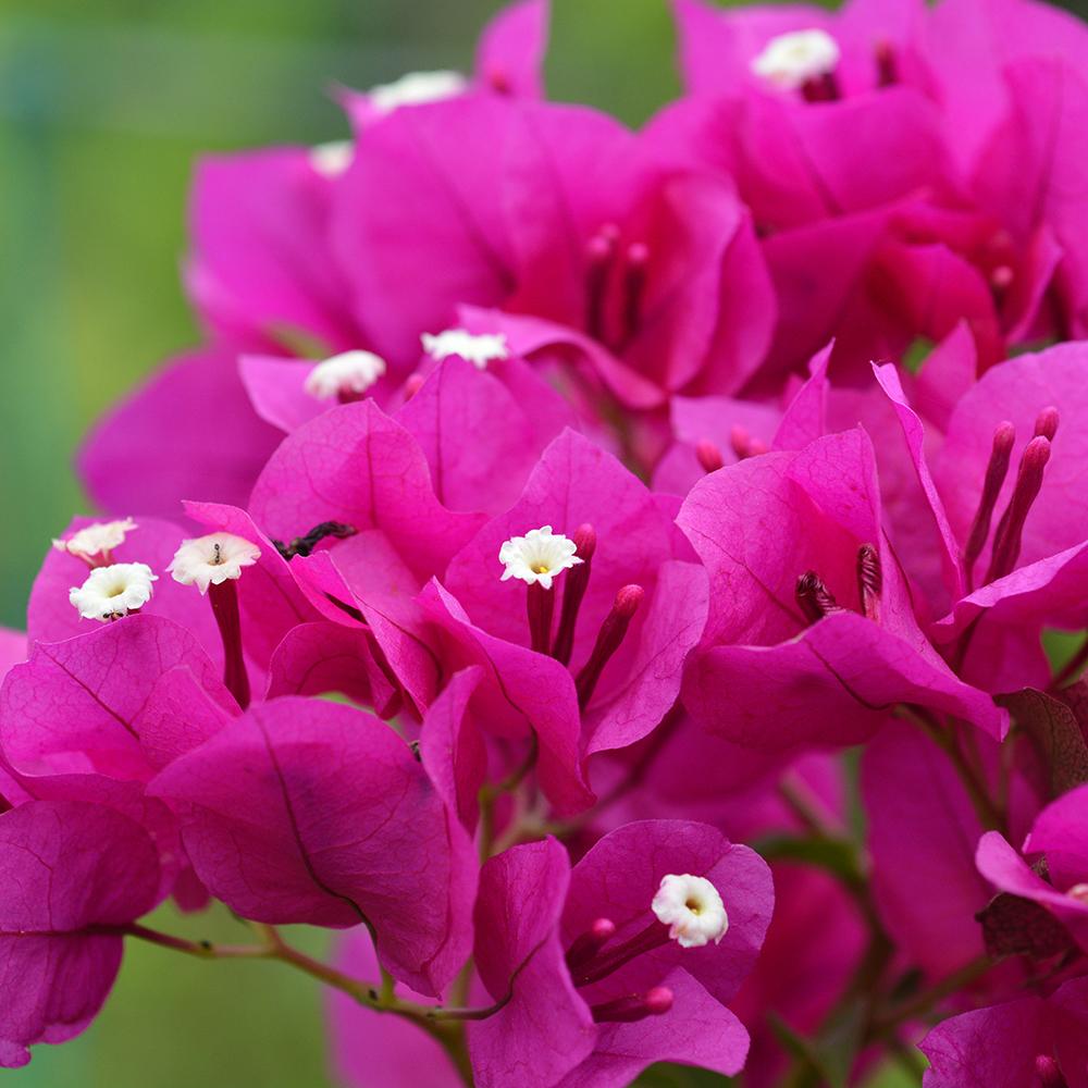 Floare de Hartie Bougainvillea Sanderiana, columnar