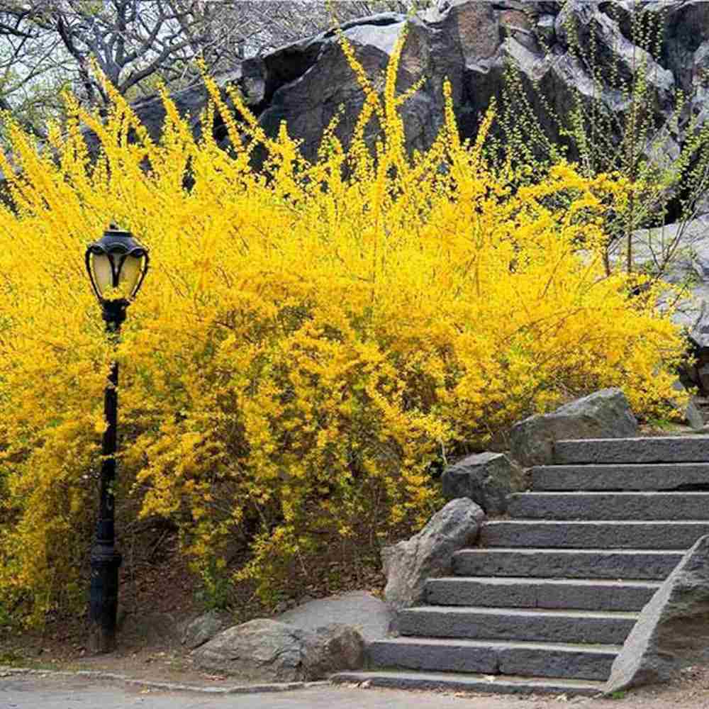 Ploaie de Aur (Forsythia Lynwood), arbust decorativ cu flori galbene primavara, crestere rapida