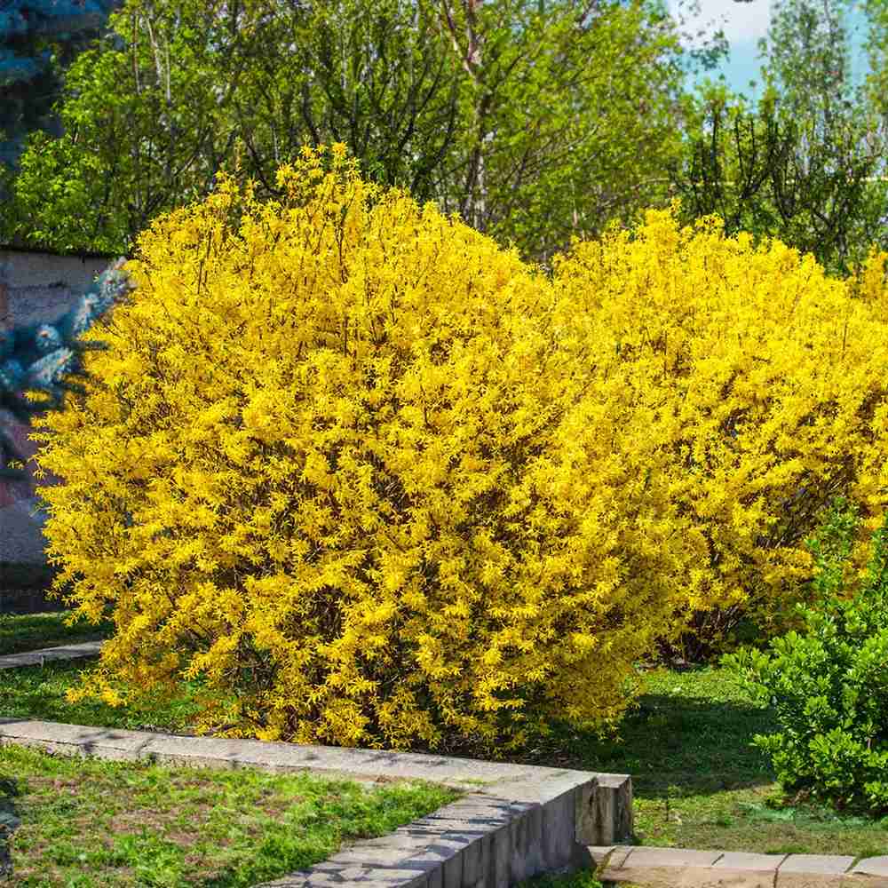 Ploaie de Aur (Forsythia Lynwood), arbust decorativ cu flori galbene primavara, crestere rapida
