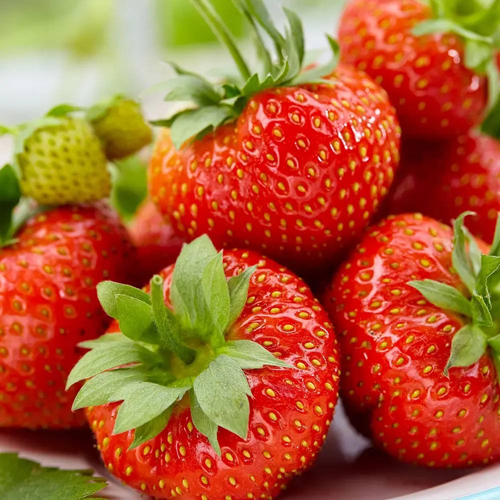 Capsuni (Fragaria) Sonata, soi productiv cu fructe mari dulci pentru gradina, flori roz spectaculoase, an 1 pe rod