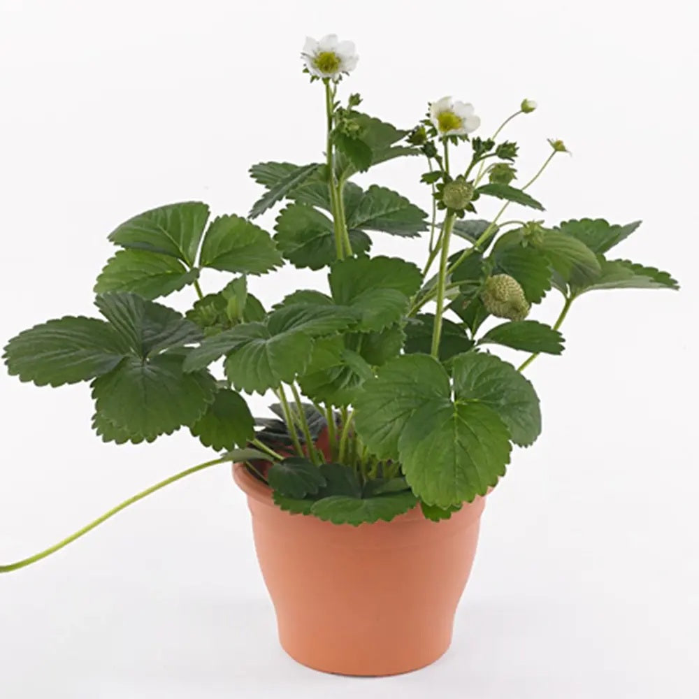 Capsuni curgatori Elan (Fragaria Ananassa), remontanti aroma intensa pentru balcon si gradini urbane