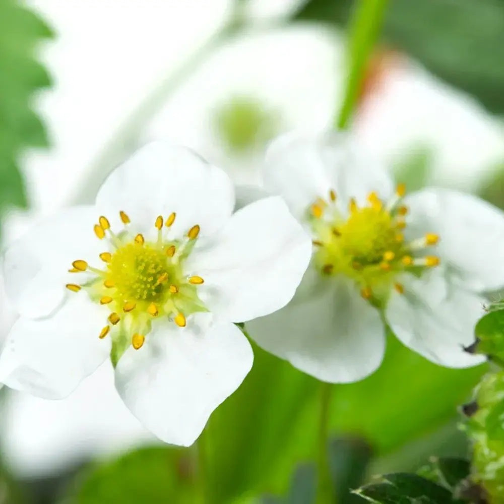 Capsuni curgatori Elan (Fragaria Ananassa), remontanti aroma intensa pentru balcon si gradini urbane