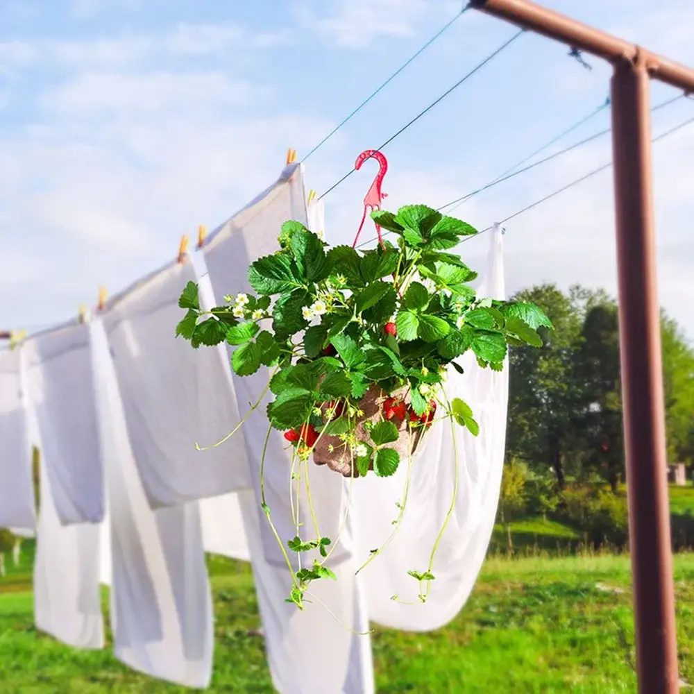Capsuni curgatori Elan (Fragaria Ananassa), remontanti aroma intensa pentru balcon si gradini urbane