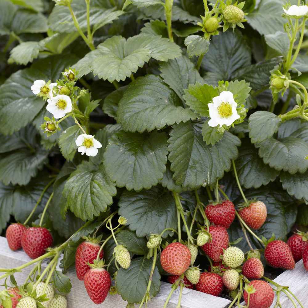 Capsuni curgatori Elan (Fragaria Ananassa), remontanti aroma intensa pentru balcon si gradini urbane