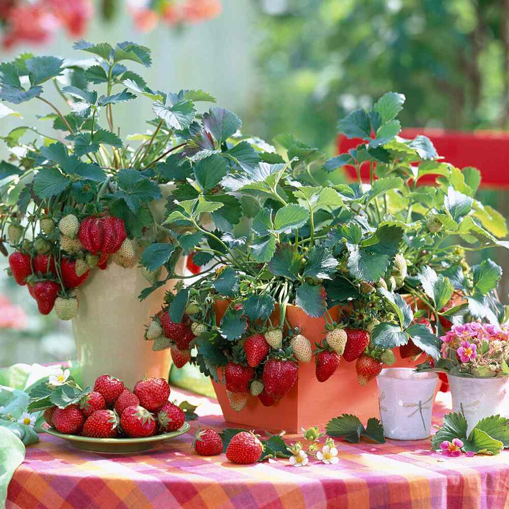 Capsuni curgatori Elan (Fragaria Ananassa), remontanti aroma intensa pentru balcon si gradini urbane