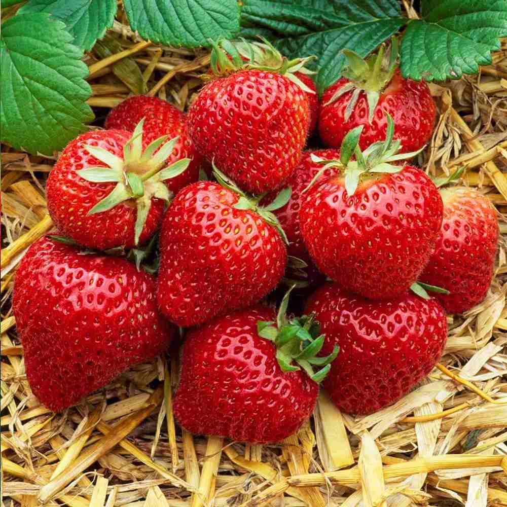 Capsuni curgatori Elan (Fragaria Ananassa), remontanti aroma intensa pentru balcon si gradini urbane