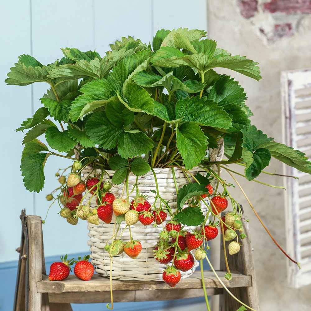 Capsuni curgatori Elan (Fragaria Ananassa), remontanti aroma intensa pentru balcon si gradini urbane