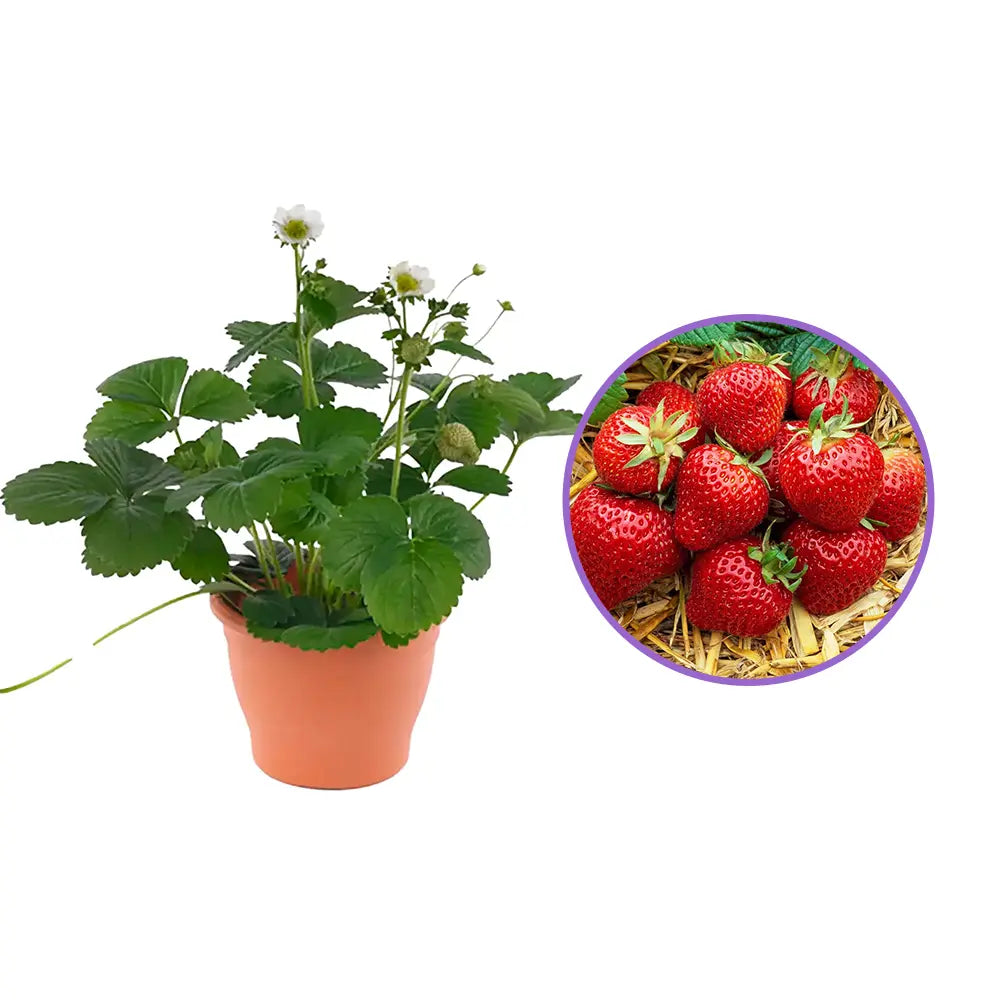 Capsuni curgatori Elan (Fragaria Ananassa), remontanti aroma intensa pentru balcon si gradini urbane