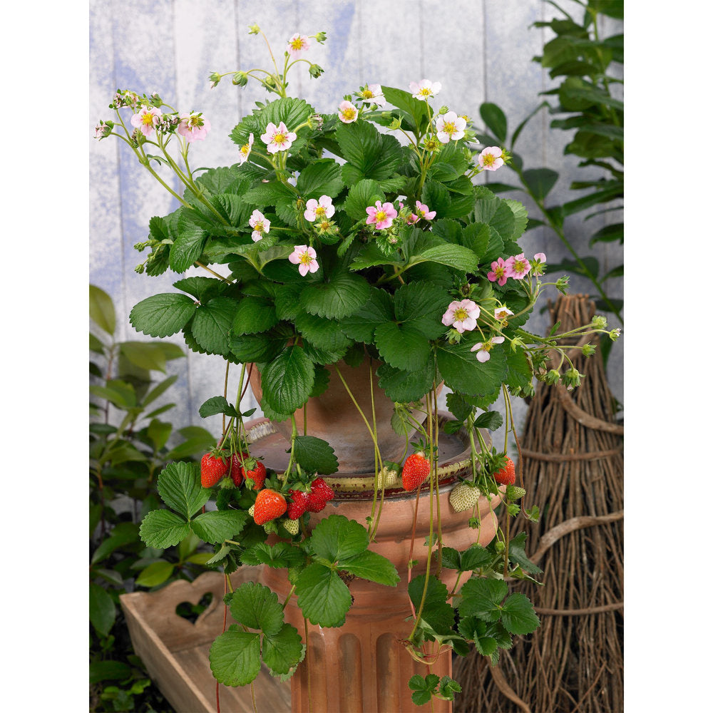 Capsuna Fragaria Ananassa Roman, cu floare roz, gust dulce si si aromate, an 3 pe rod