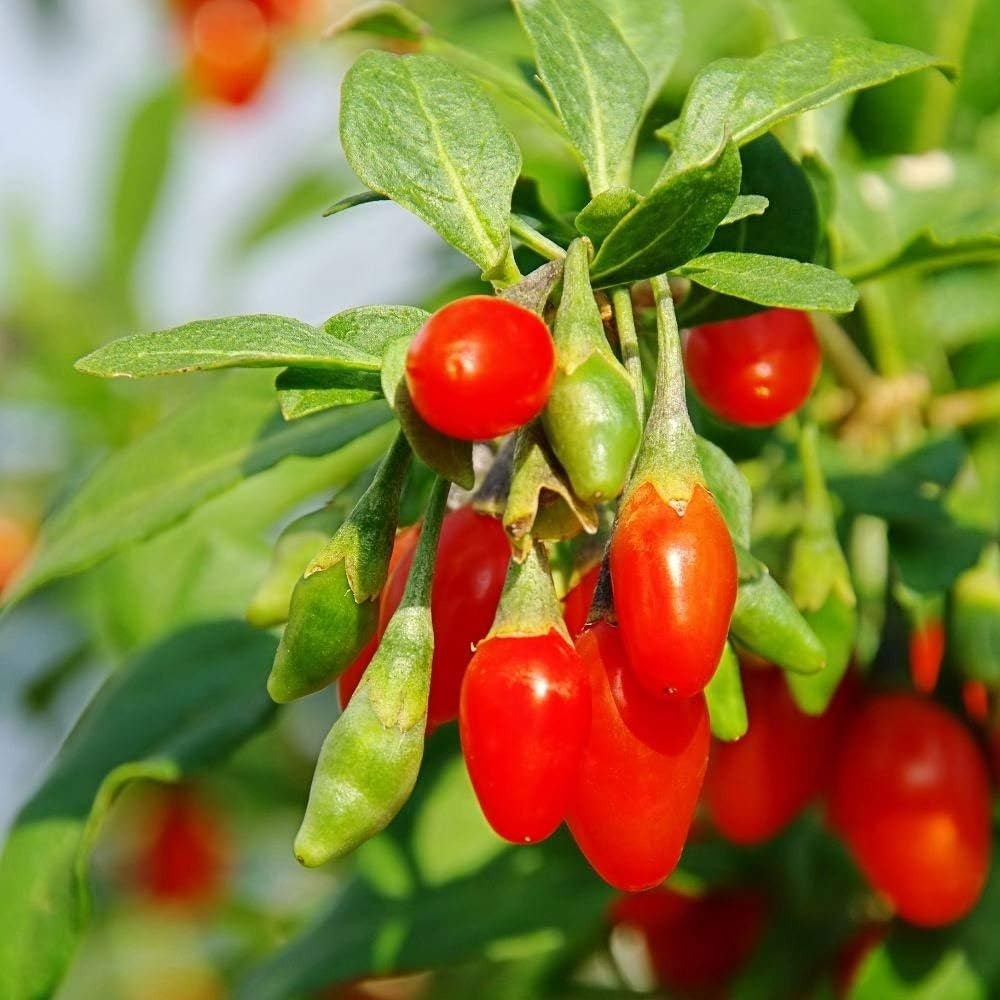 Fructifer Goji (Lycium Barbarum), cu fructe dulci-acrisor rosii