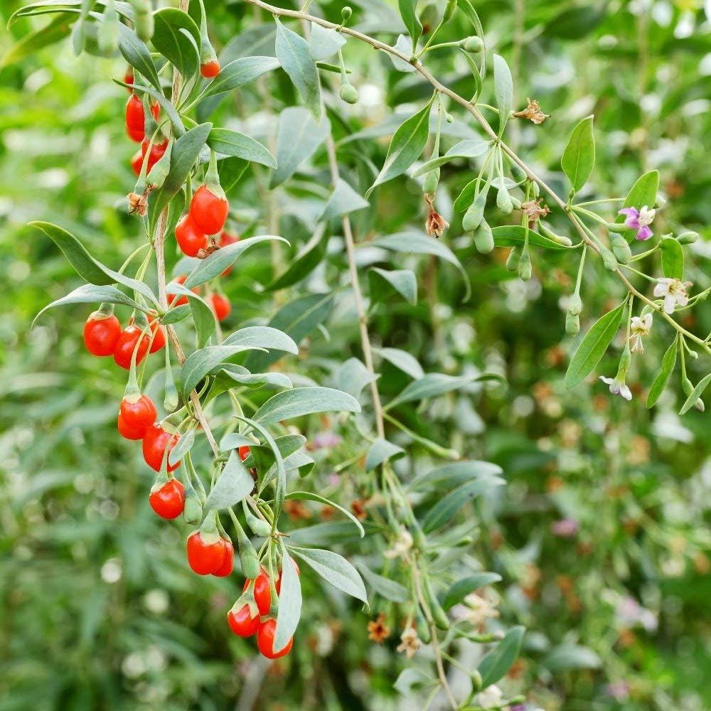 Fructifer Goji (Lycium Barbarum), cu fructe dulci-acrisor rosii