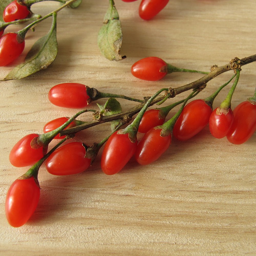 Fructifer Goji (Lycium Barbarum), cu fructe dulci-acrisor rosii