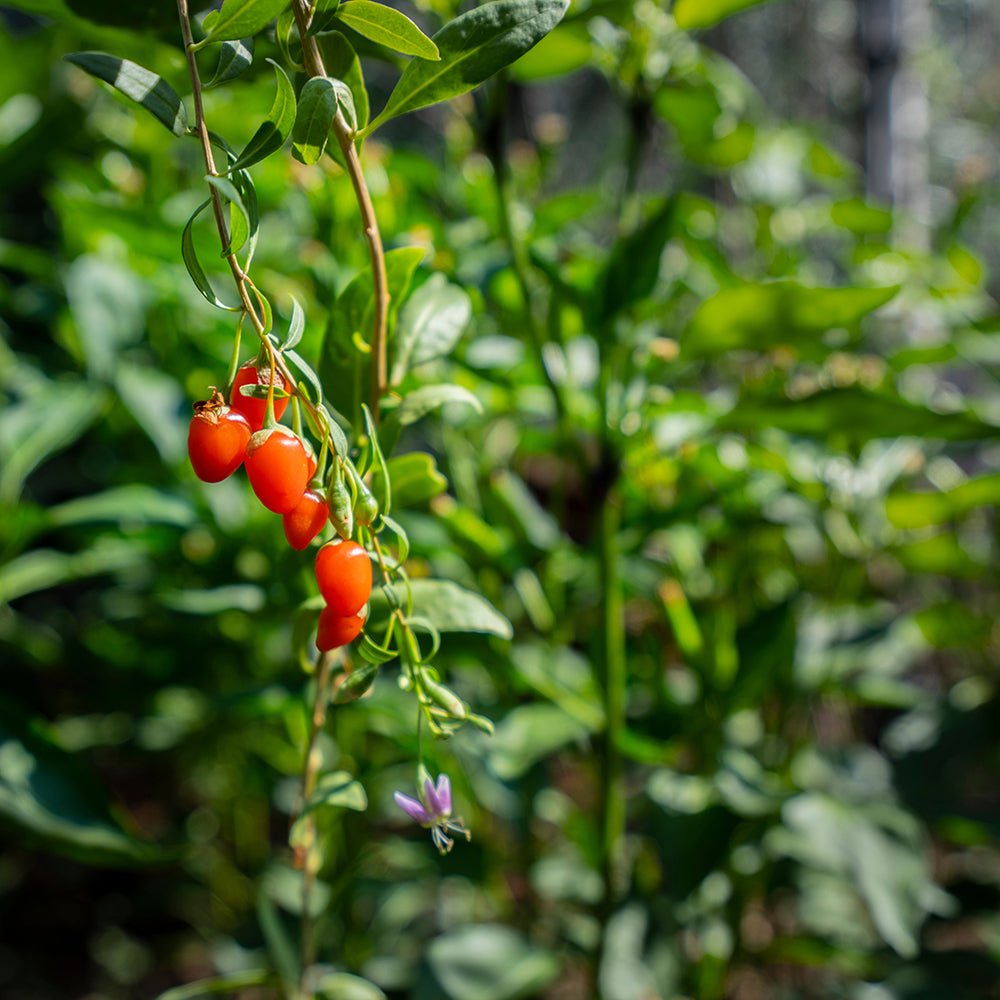 Fructifer Goji (Lycium Barbarum), cu fructe dulci-acrisor rosii