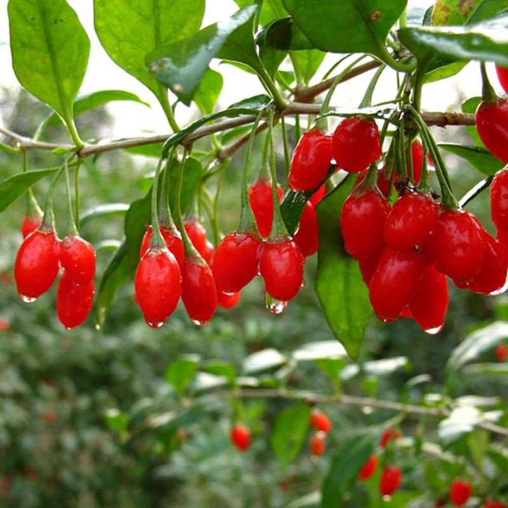 Fructifer Goji (Lycium Barbarum), cu fructe dulci-acrisor rosii