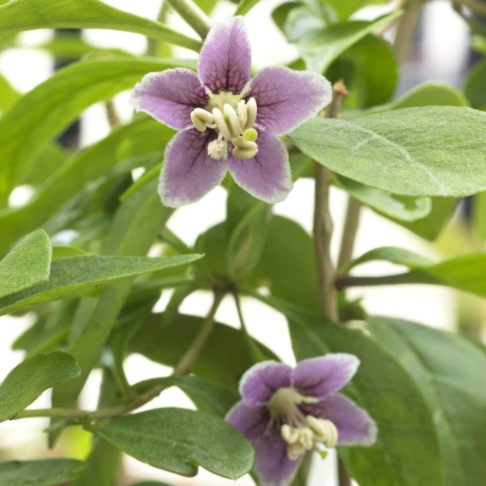 Fructifer Goji (Lycium Barbarum), cu fructe dulci-acrisor rosii