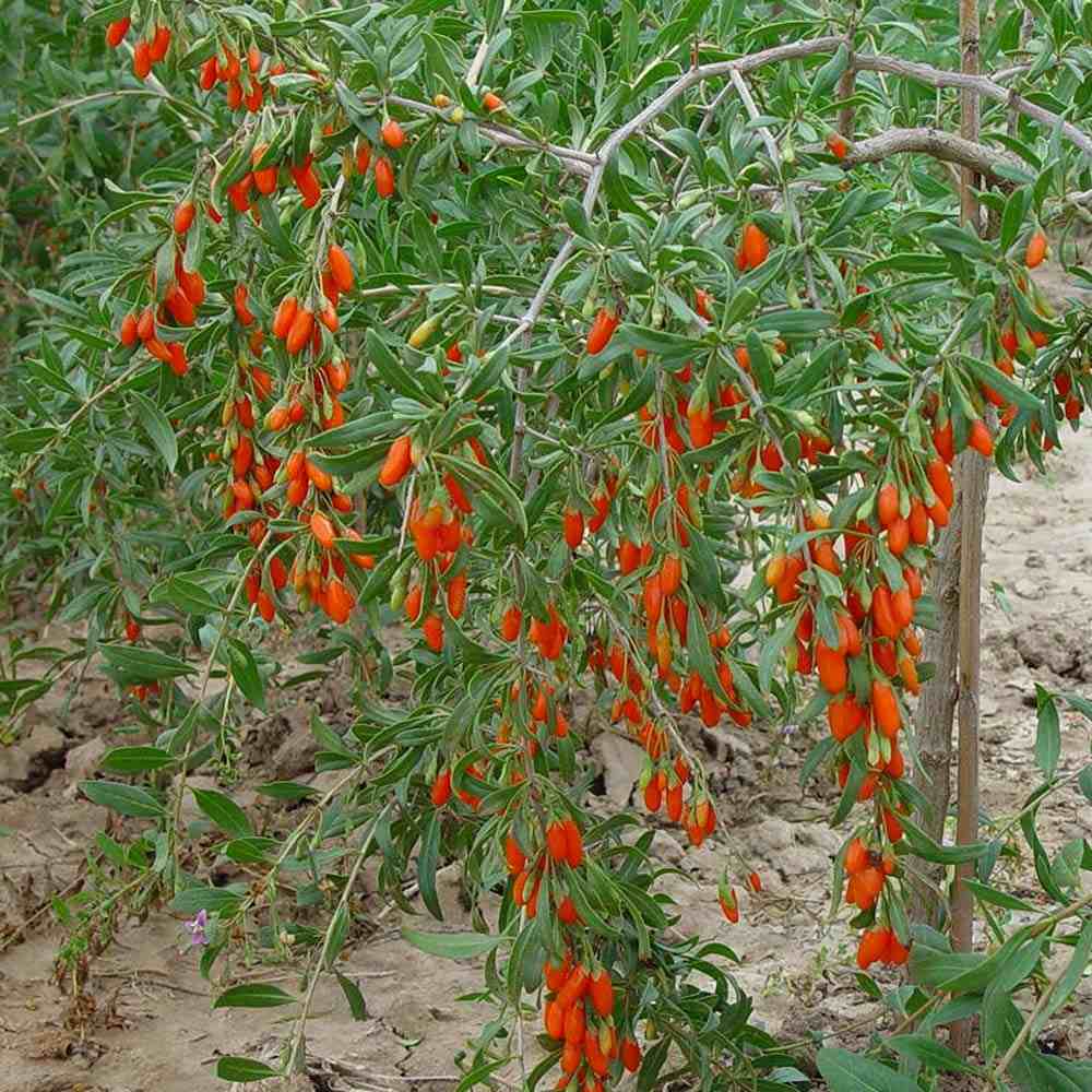 Fructifer Goji (Lycium Barbarum), cu fructe dulci-acrisor rosii