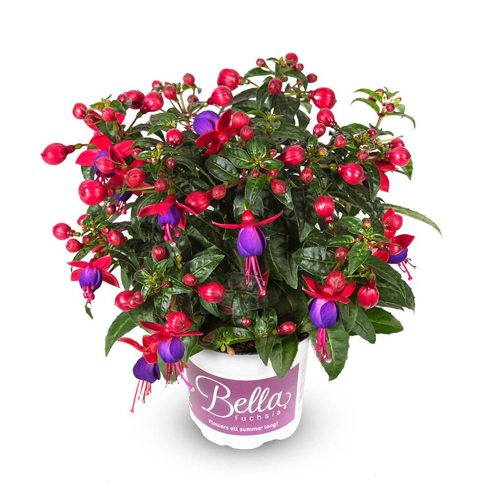 Fuchsia Bella Vera, 40-50 cm, planta curgatoare in ghiveci cu agatatoare, flori rosii si mov