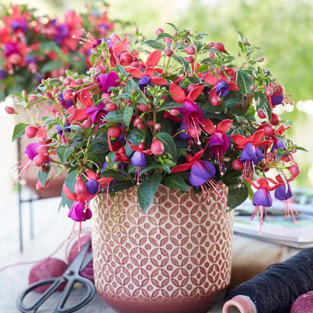 Fuchsia Bella Vera, 40-50 cm, planta curgatoare in ghiveci cu agatatoare, flori rosii si mov