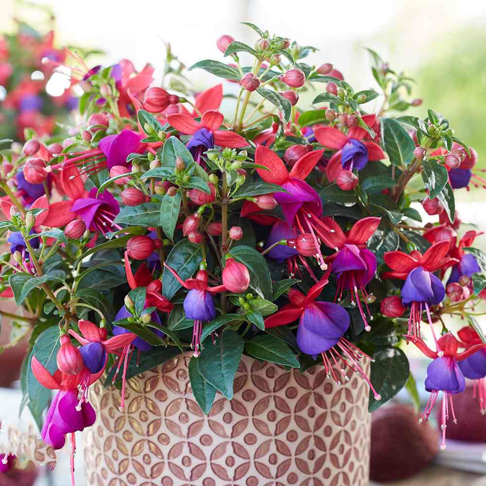 Fuchsia Bella Vera, 40-50 cm, planta curgatoare in ghiveci cu agatatoare, flori rosii si mov