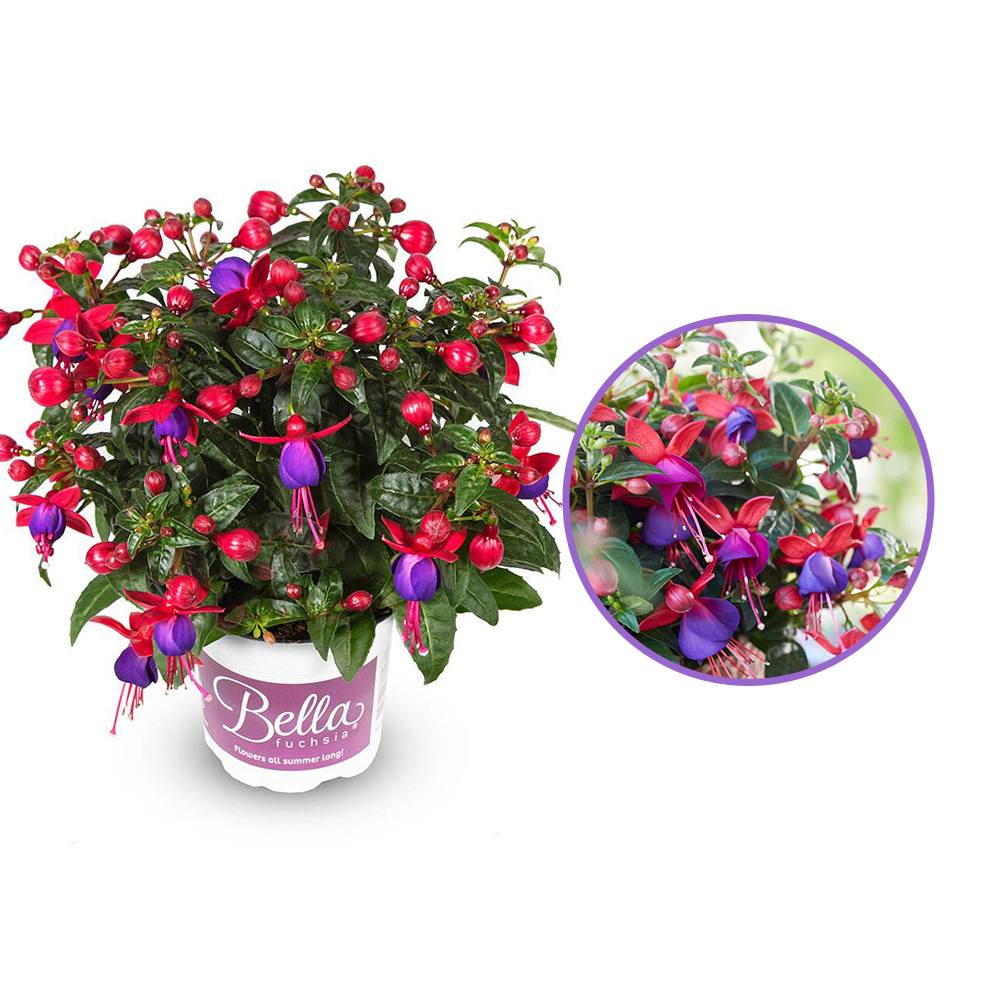 Fuchsia Bella Vera, 40-50 cm, planta curgatoare in ghiveci cu agatatoare, flori rosii si mov