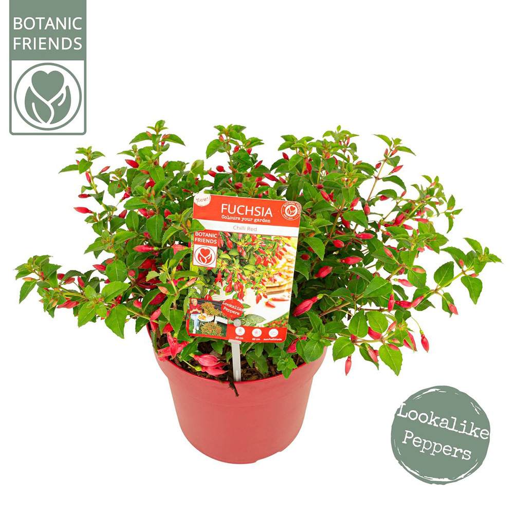 Fuchsia Red Chilly, 15-25 cm, planta de interior flori rosu intens curgatoare decorativa