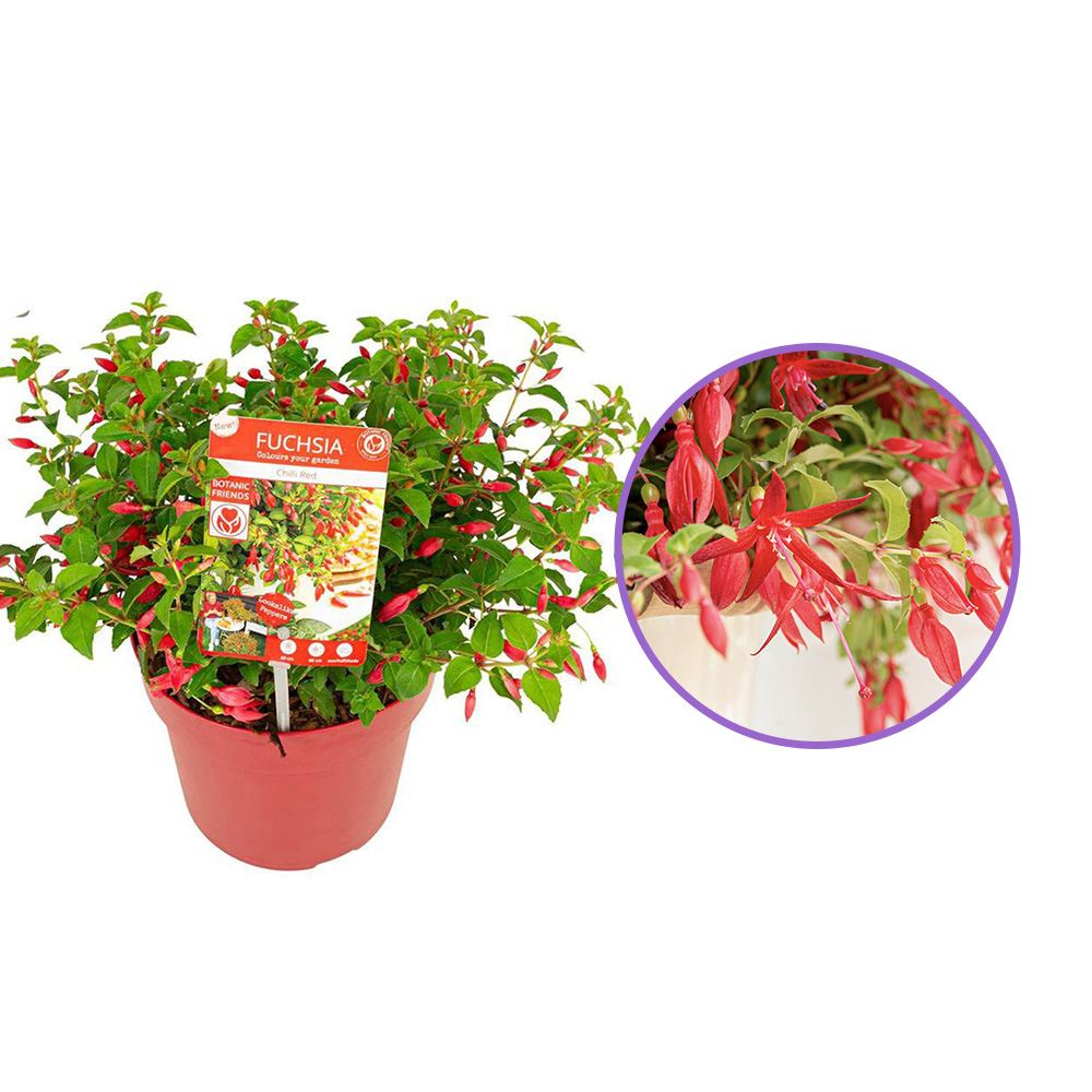 Fuchsia Red Chilly, 15-25 cm, planta de interior flori rosu intens curgatoare decorativa