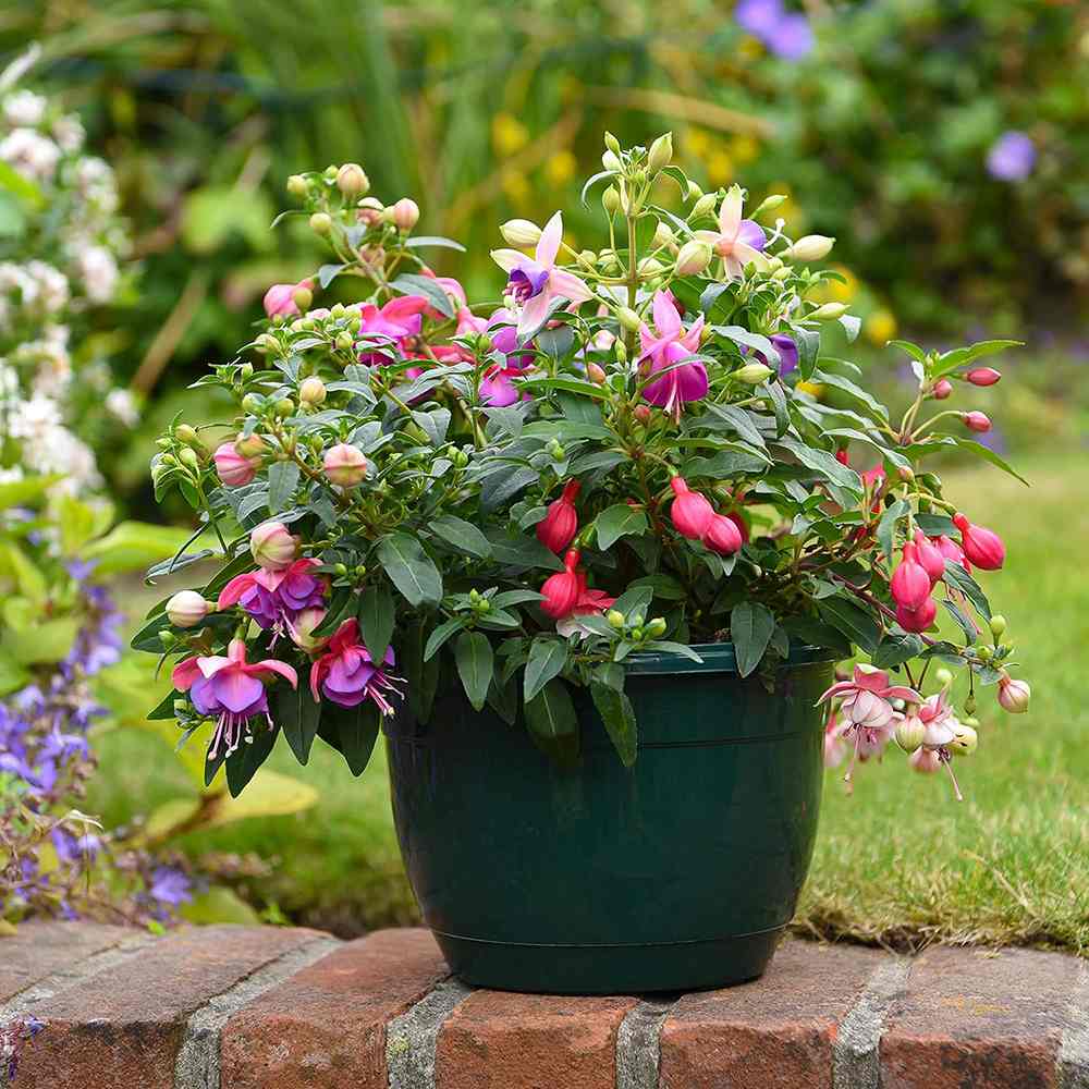 Fuchsia Bella Tricolor, 40-45 cm, in ghiveci cu agatatoare