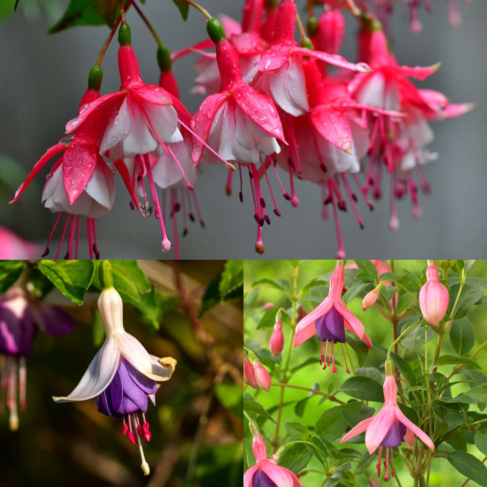 Fuchsia Bella Tricolor, 40-45 cm, in ghiveci cu agatatoare