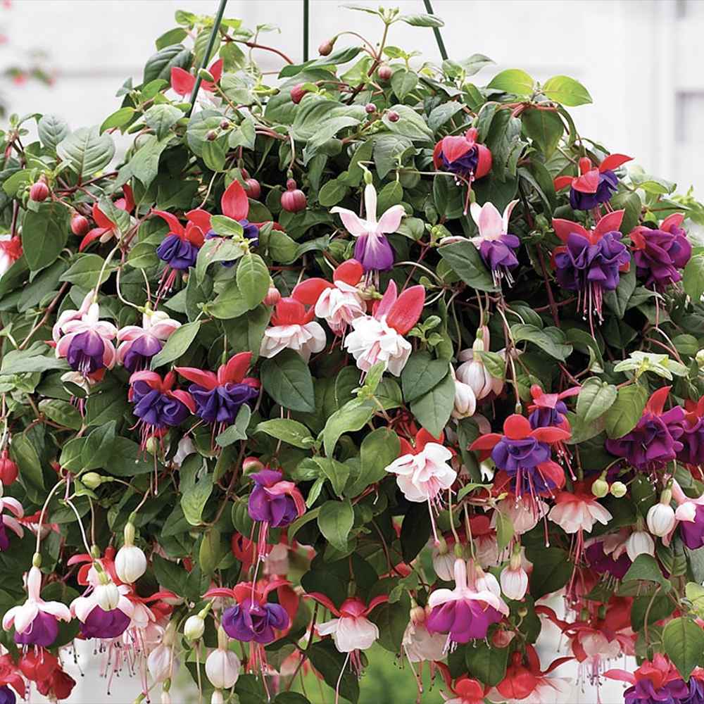 Fuchsia Bella Tricolor, 40-45 cm, in ghiveci cu agatatoare