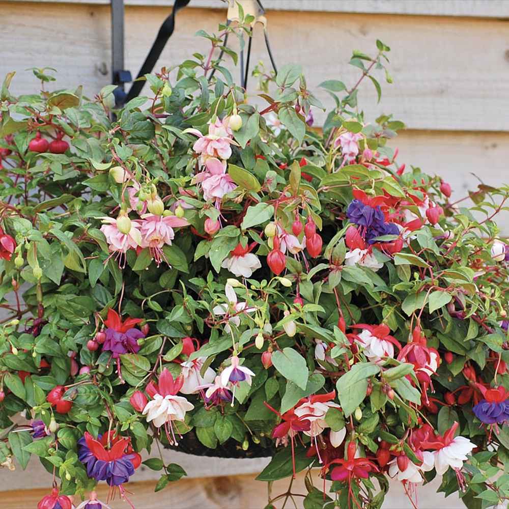 Fuchsia Bella Tricolor, 40-45 cm, in ghiveci cu agatatoare