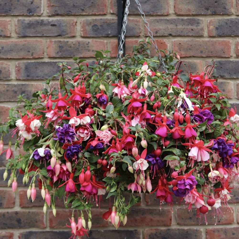 Fuchsia Bella Tricolor, 40-45 cm, in ghiveci cu agatatoare