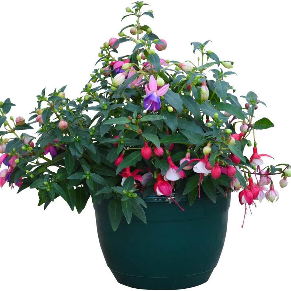 Fuchsia Bella Tricolor, 40-45 cm, in ghiveci cu agatatoare