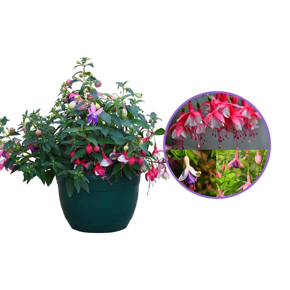 Fuchsia Bella Tricolor, 40-45 cm, in ghiveci cu agatatoare