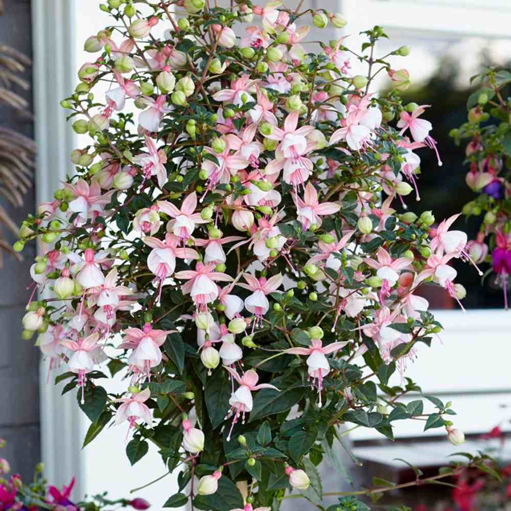 Copacel Cercelus (Fuchsia), 90 cm, flori roz alb spectaculoase planta decorativa de terasa