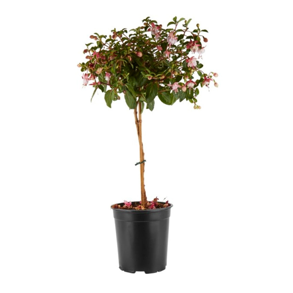 Copacel Cercelus (Fuchsia), 90 cm, flori roz alb spectaculoase planta decorativa de terasa