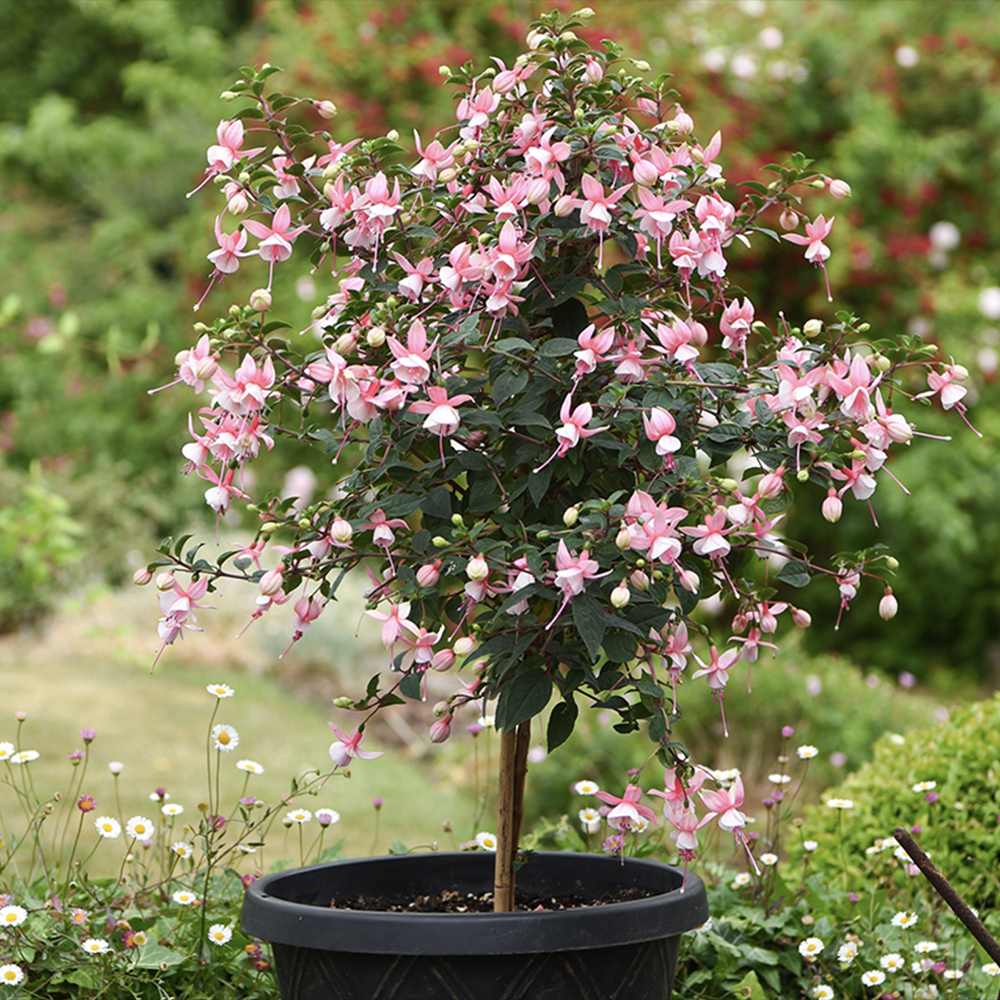 Copacel Cercelus (Fuchsia), 90 cm, flori roz alb spectaculoase planta decorativa de terasa