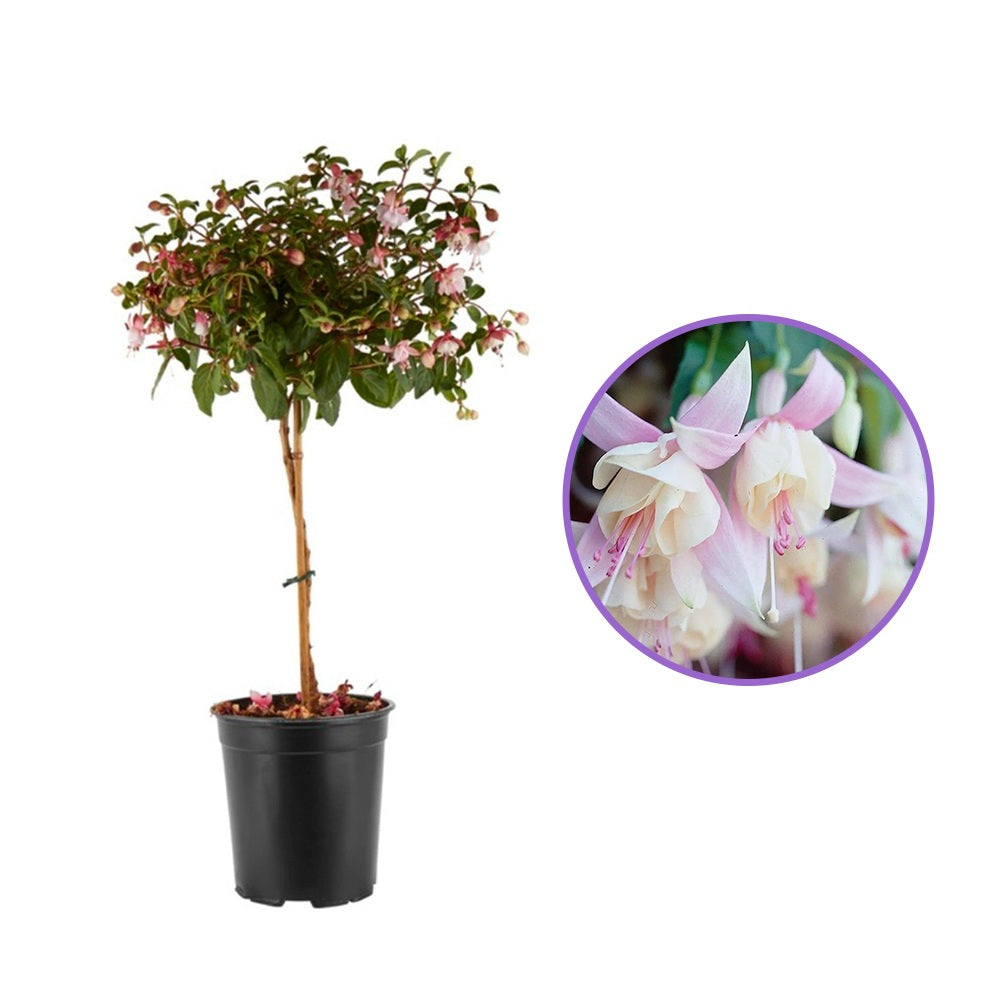 Copacel Cercelus (Fuchsia), 90 cm, flori roz alb spectaculoase planta decorativa de terasa