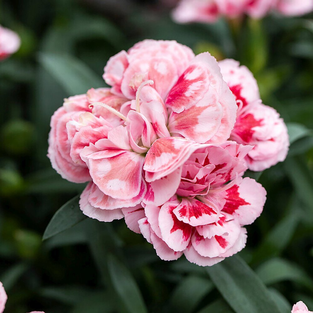 Garofita (Dianthus) Bicolor Sunflor Megan, cu flori roz-alb parfumati